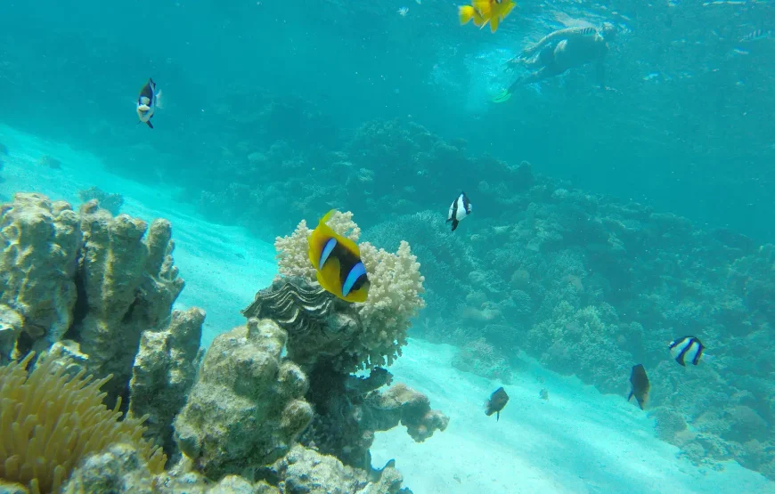 Private Abu Dabbab Bay from Hurghada