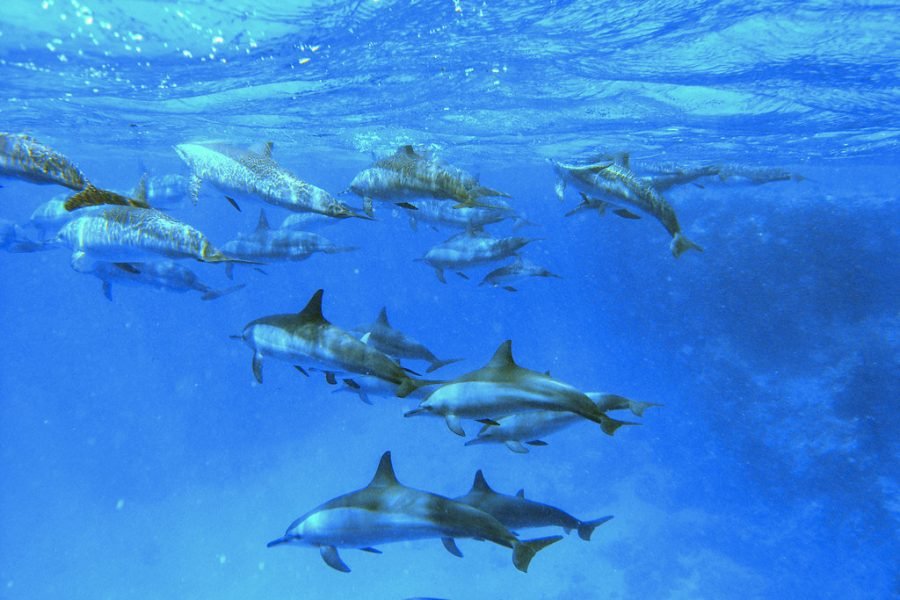 Dolphin House Full-Day Boat Trip