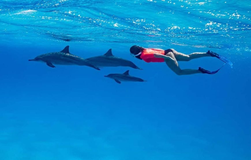 VIP Dolphin House Full-Day Boat Trip