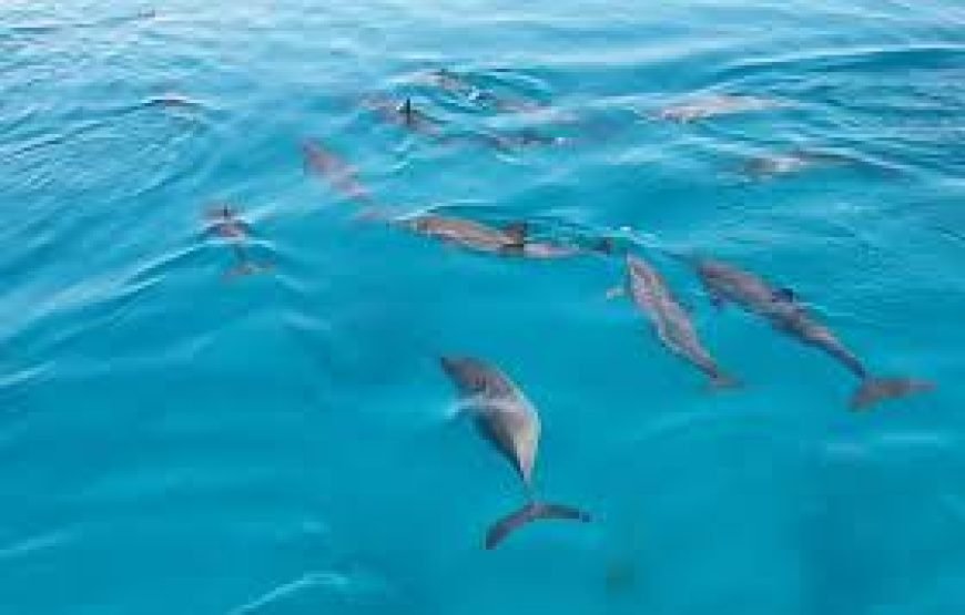 VIP Dolphin House Full-Day Boat Trip