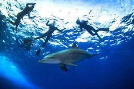 VIP Dolphin House Full-Day Boat Trip