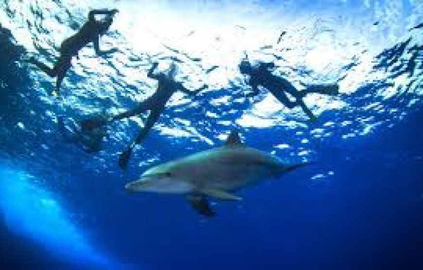 VIP Dolphin House Full-Day Boat Trip