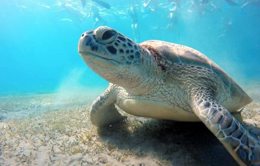 Private Abu Dabbab Bay from Hurghada