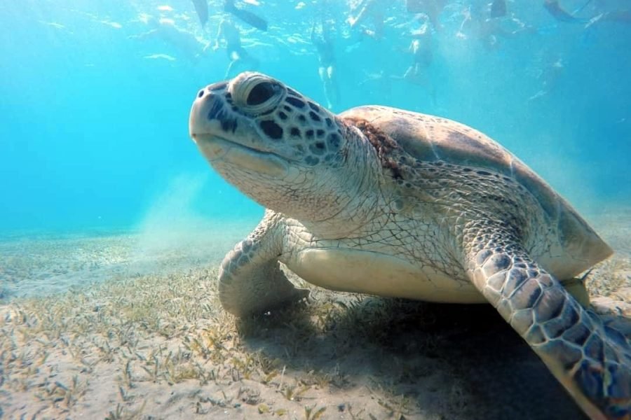 Private Abu Dabbab Bay from Hurghada