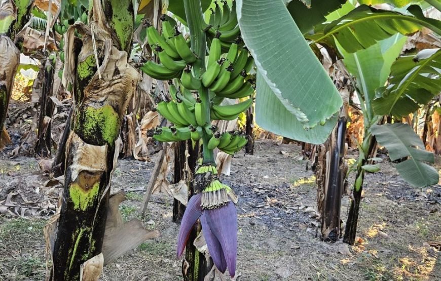 Luxor Overnight Private Trip with Hot Air Balloon