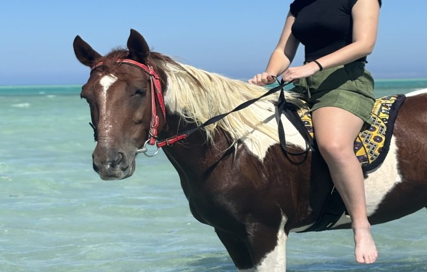 Horseback Riding: Desert, Beach & Swim